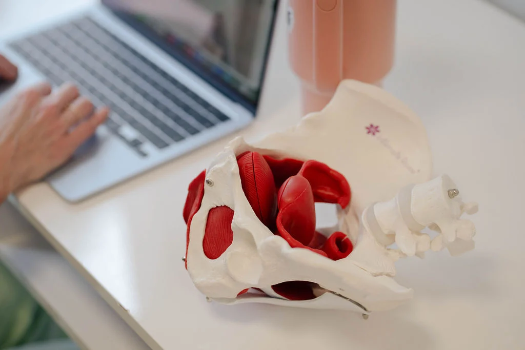 Anatomical pelvis model on the clinic desk